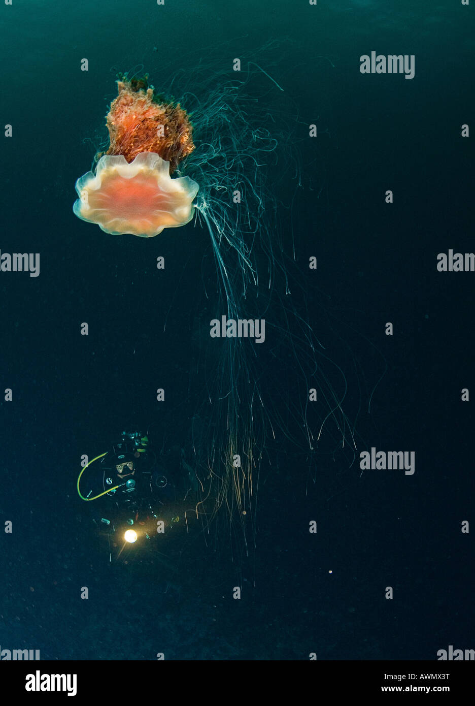 Leone la criniera medusa (Cyanea capillata) e sub. Mare di Barents, Russia Foto Stock