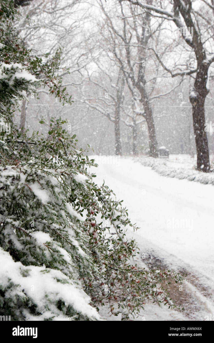 La caduta della neve sugli alberi e la massa Foto Stock