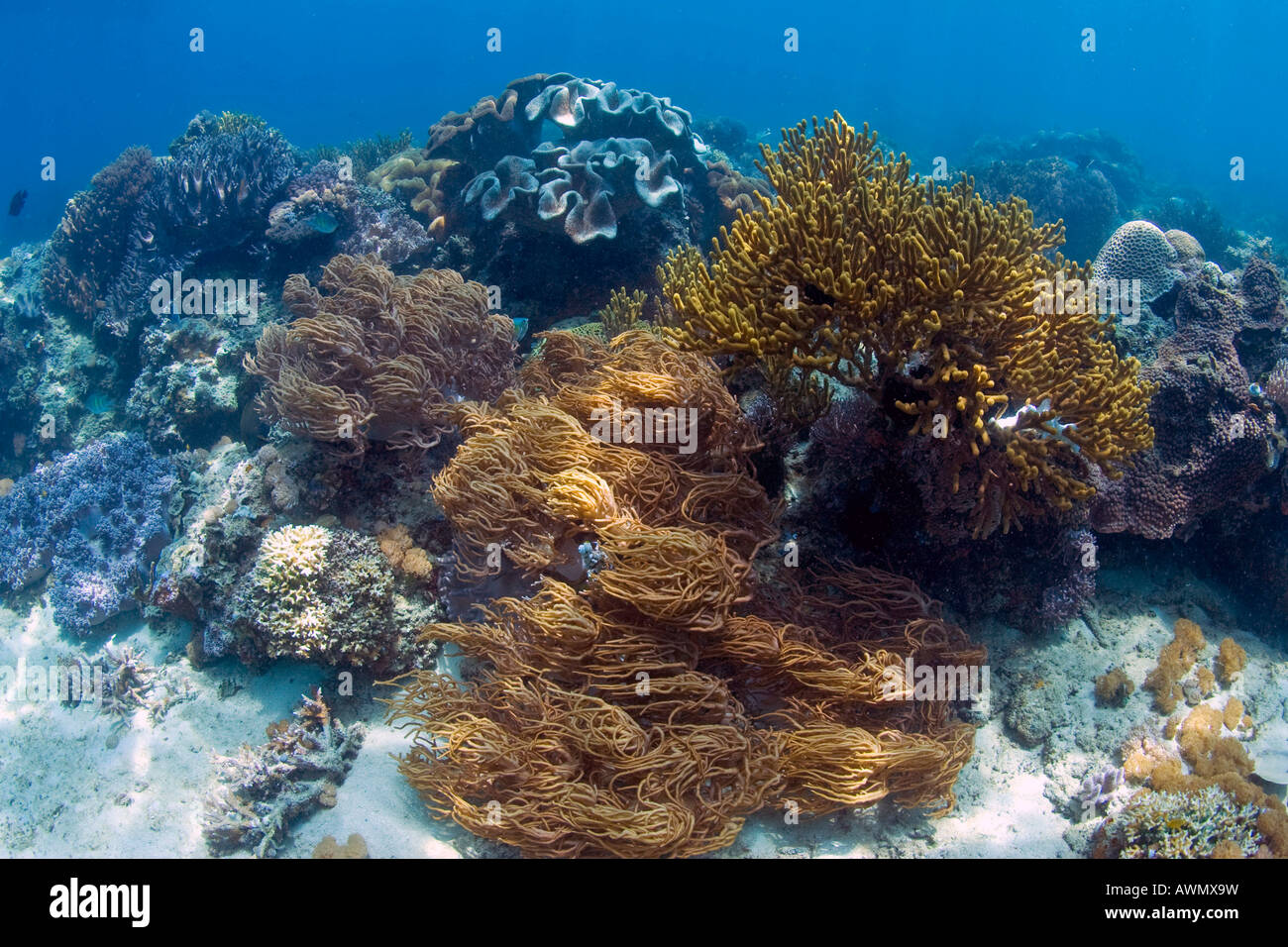 Coral reef nella subacquea parco nazionale di Bunaken, Sulawesi, Indonesia. Foto Stock