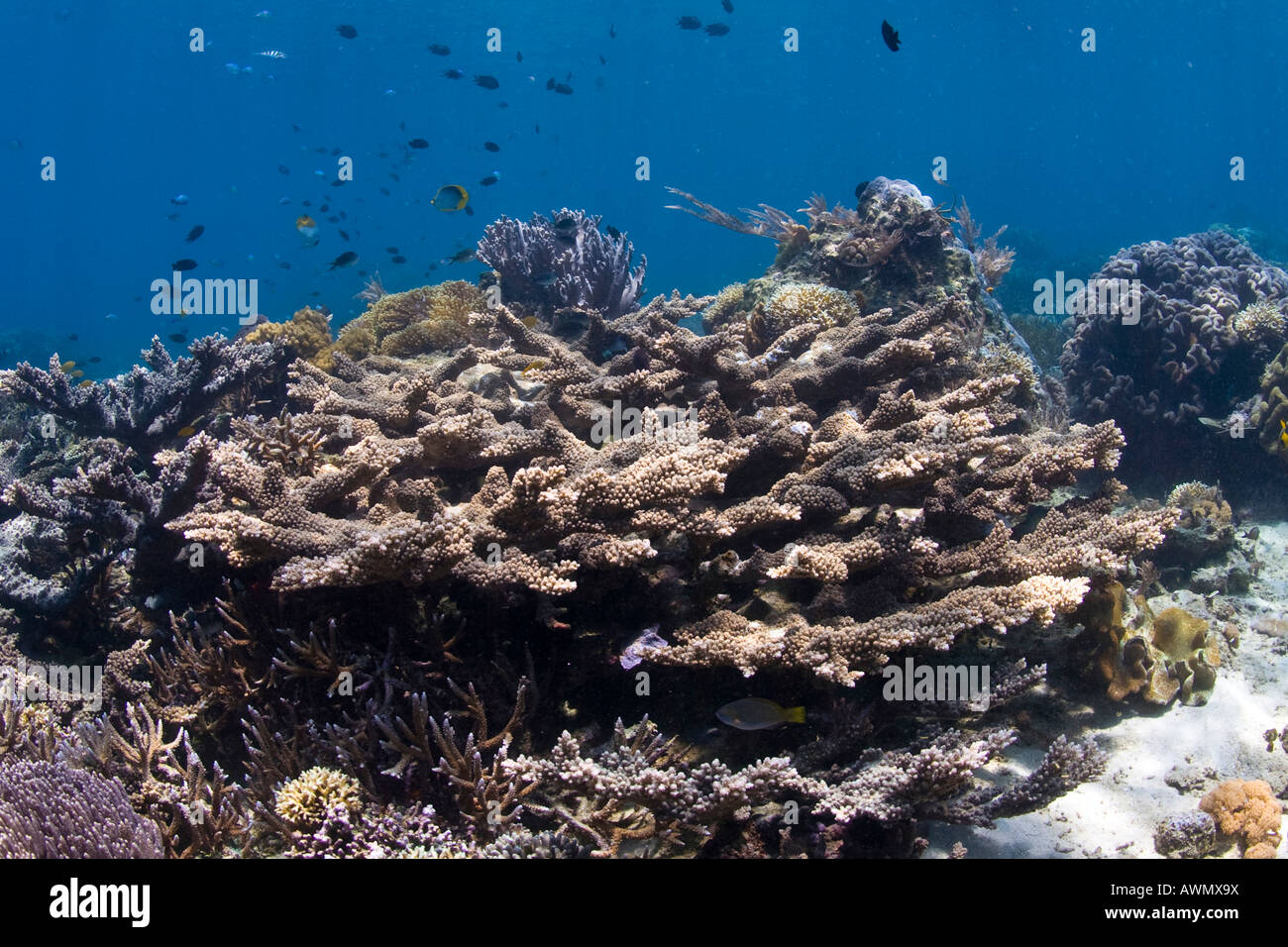 Coral reef nella subacquea parco nazionale di Bunaken, Sulawesi, Indonesia. Foto Stock