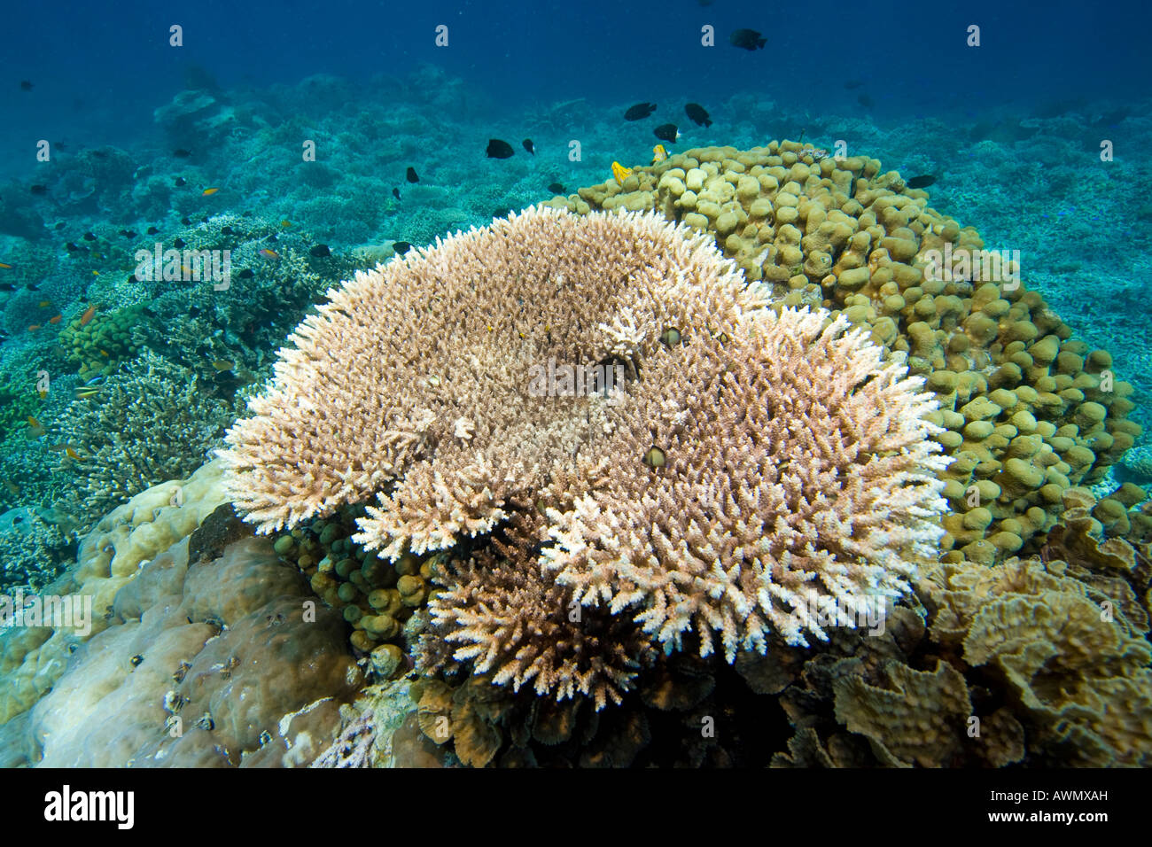 Coral reef Acropora hyacinthus, nel Bunaken parco nazionale sottomarino, Sulawesi, Indonesia. Foto Stock