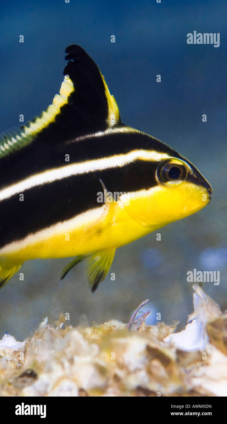 Fiancheggiata Sweetlips (Plectorhinchus lessoni), Filippine, Asia Foto Stock