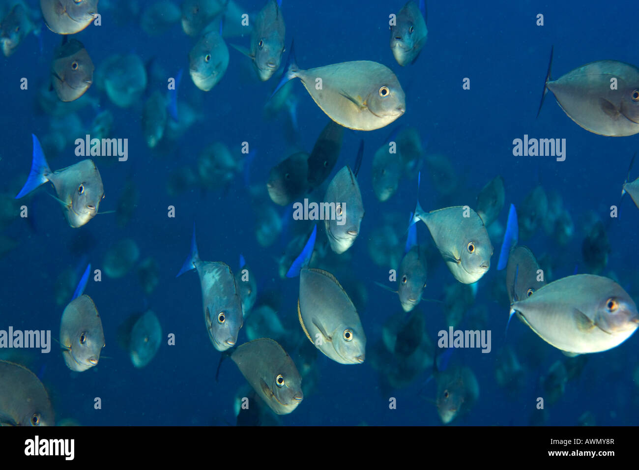 Elegante Unicornfish (Naso hexacanthus), Indonesia, Asia Foto Stock