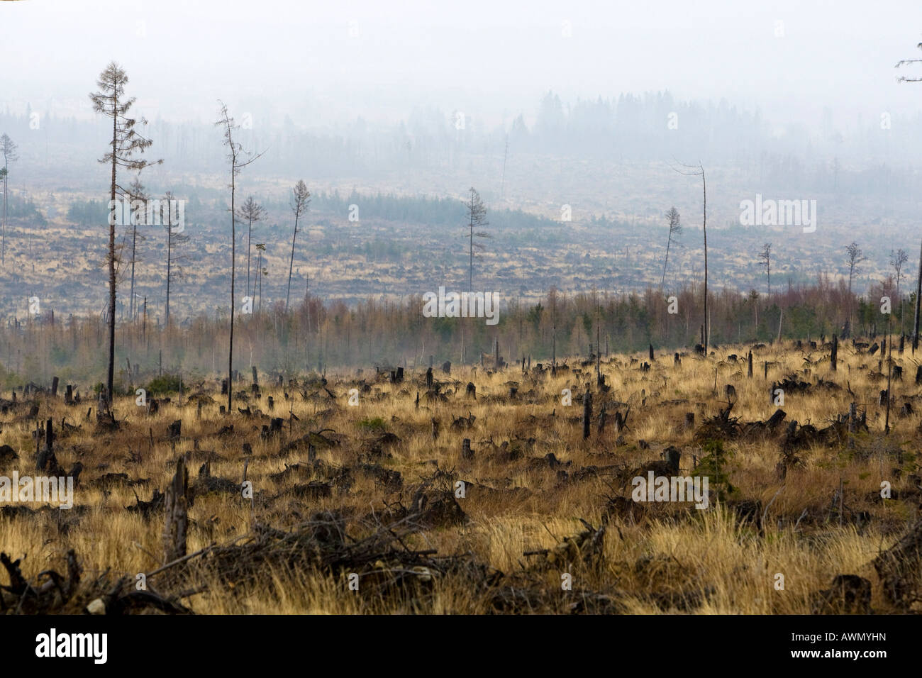 I danni ambientali causati dalle tempeste e incendi di foreste in 2005, Alti Tatra, Slovacchia, Europa Foto Stock