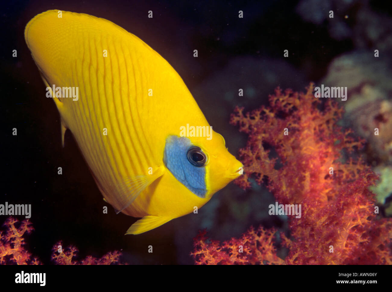 Bluecheek Butterflyfish (Chaetodon semilarvatus) Foto Stock