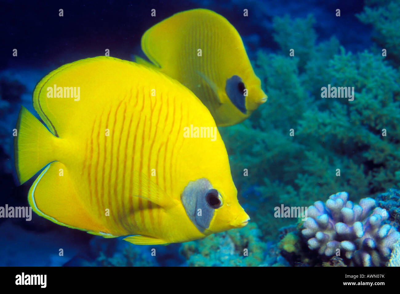 Bluecheek Butterflyfish (Chaetodon semilarvatus) Foto Stock