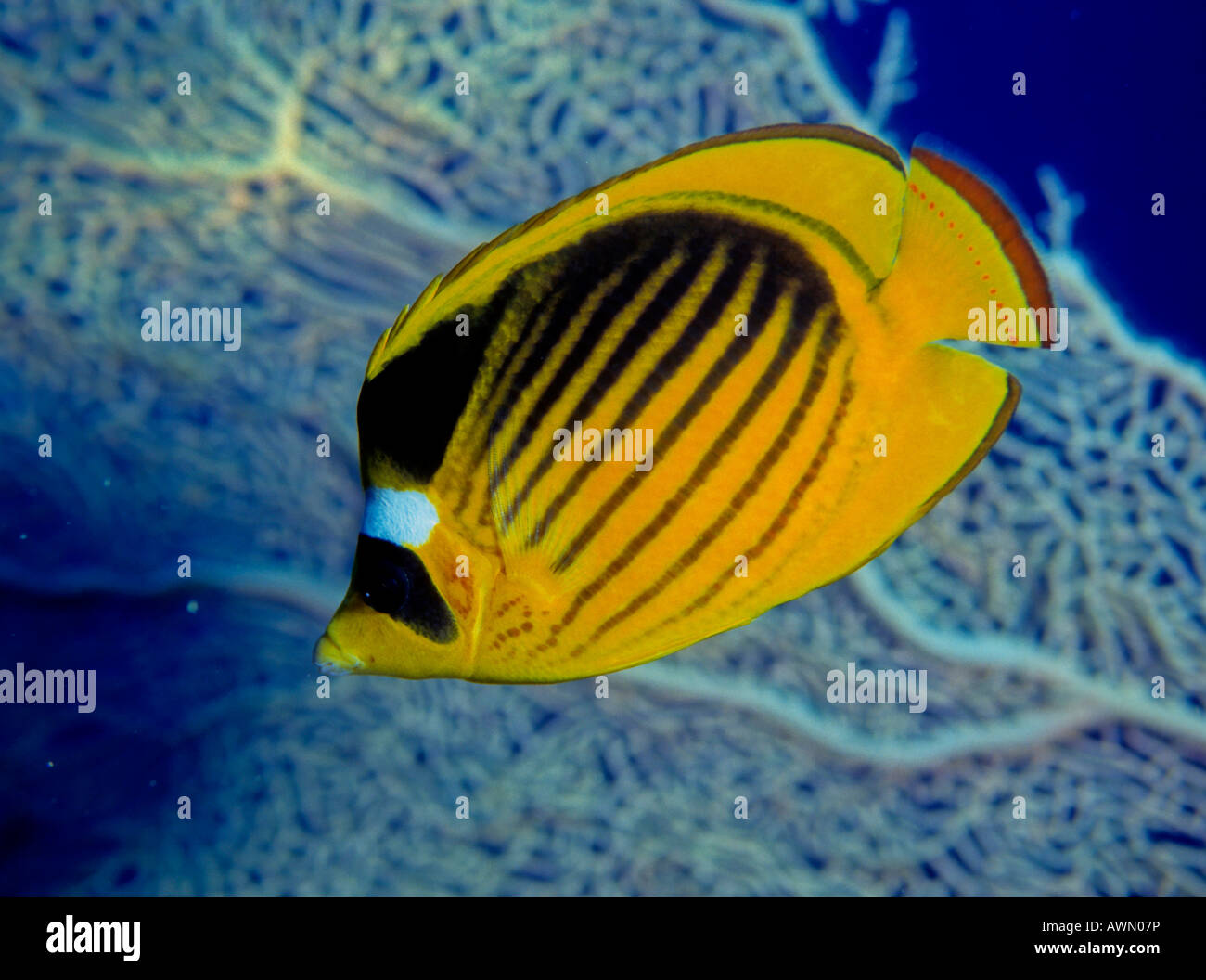 Butterflyfish diagonale o sul Mar Rosso Raccoon Butterflyfish (Chaetodon fasciatus), Mar Rosso Foto Stock