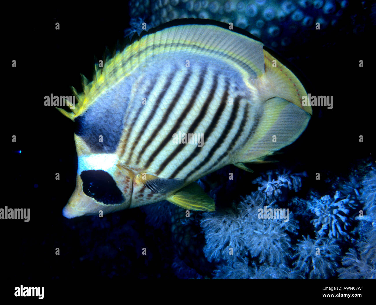 Butterflyfish diagonale o sul Mar Rosso Raccoon Butterflyfish (Chaetodon fasciatus), Mar Rosso Foto Stock