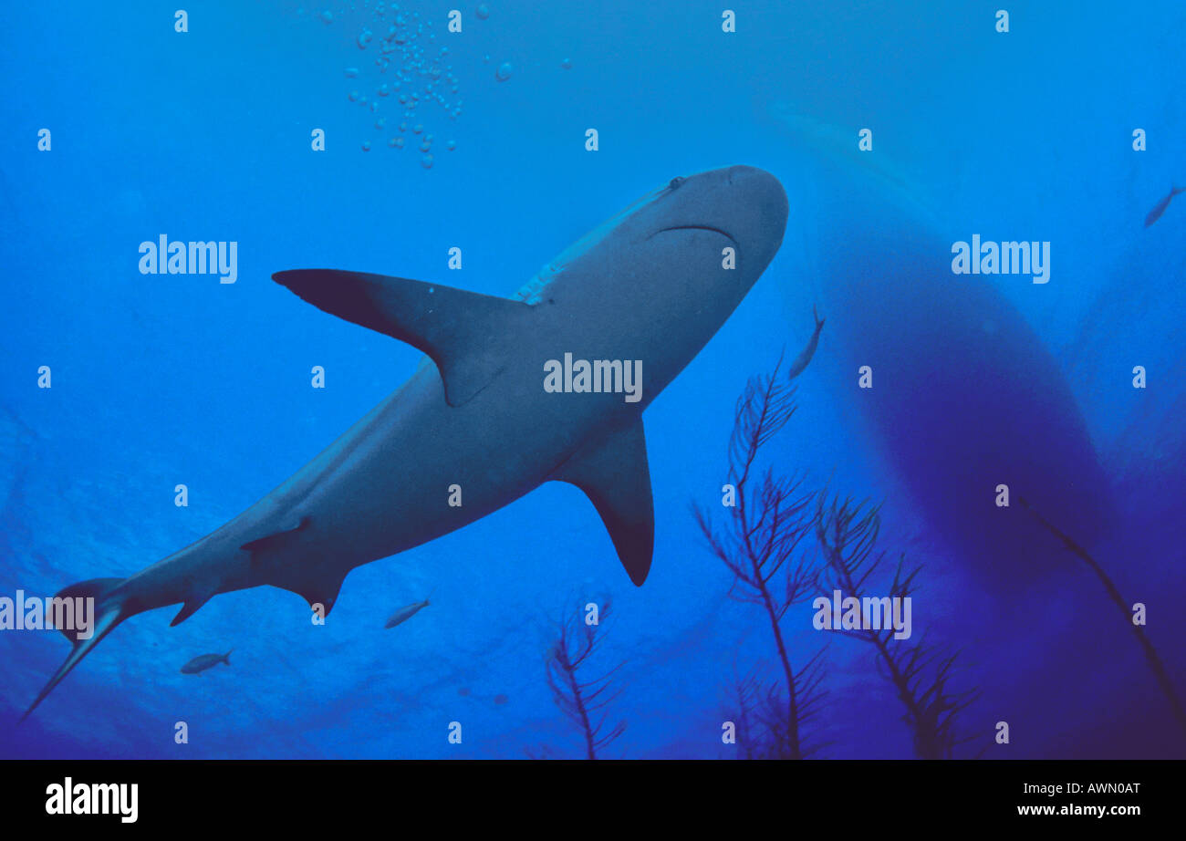 Caribbean Reef Shark (Carcharhinus perezi) nuoto al di sotto di una imbarcazione, Caraibi, America Foto Stock