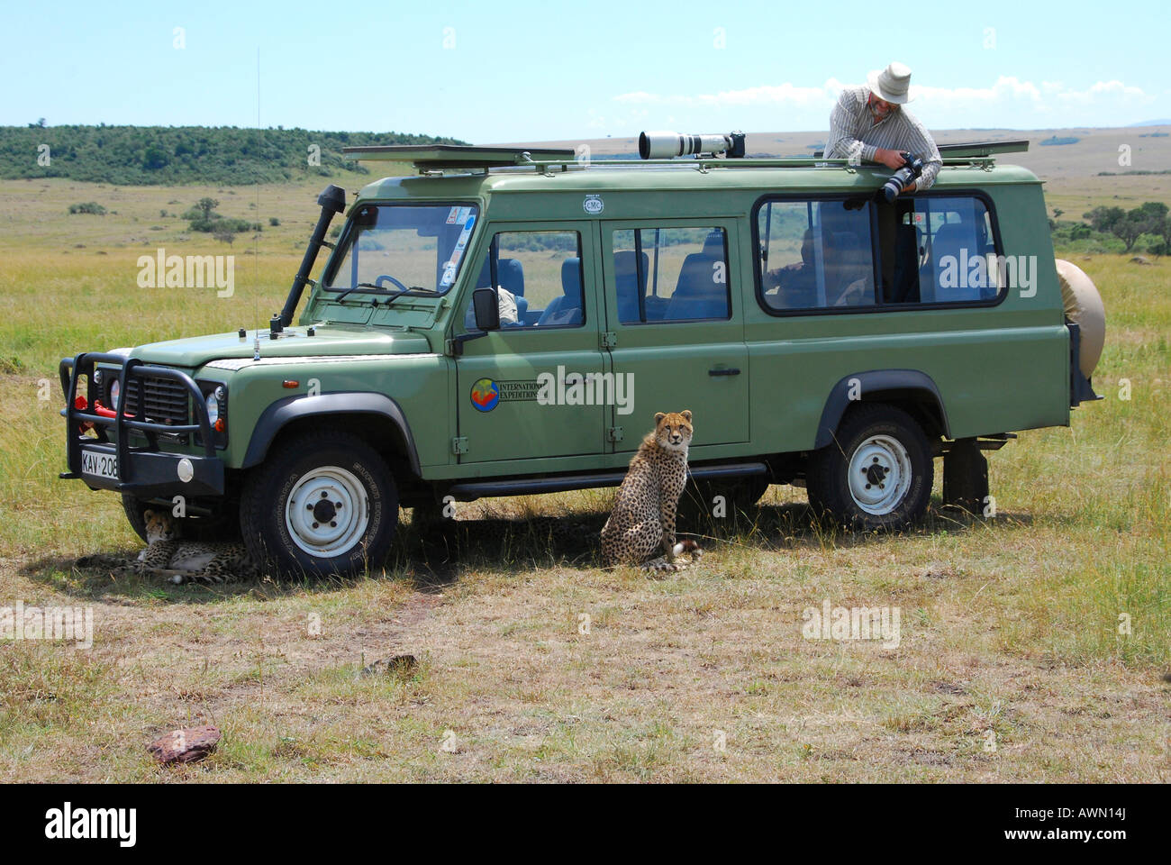 Ghepardo (Acinonyx jubatus ) seduto accanto a una jeep con il fotografo e la fotocamera, il Masai Mara National Game rese Foto Stock