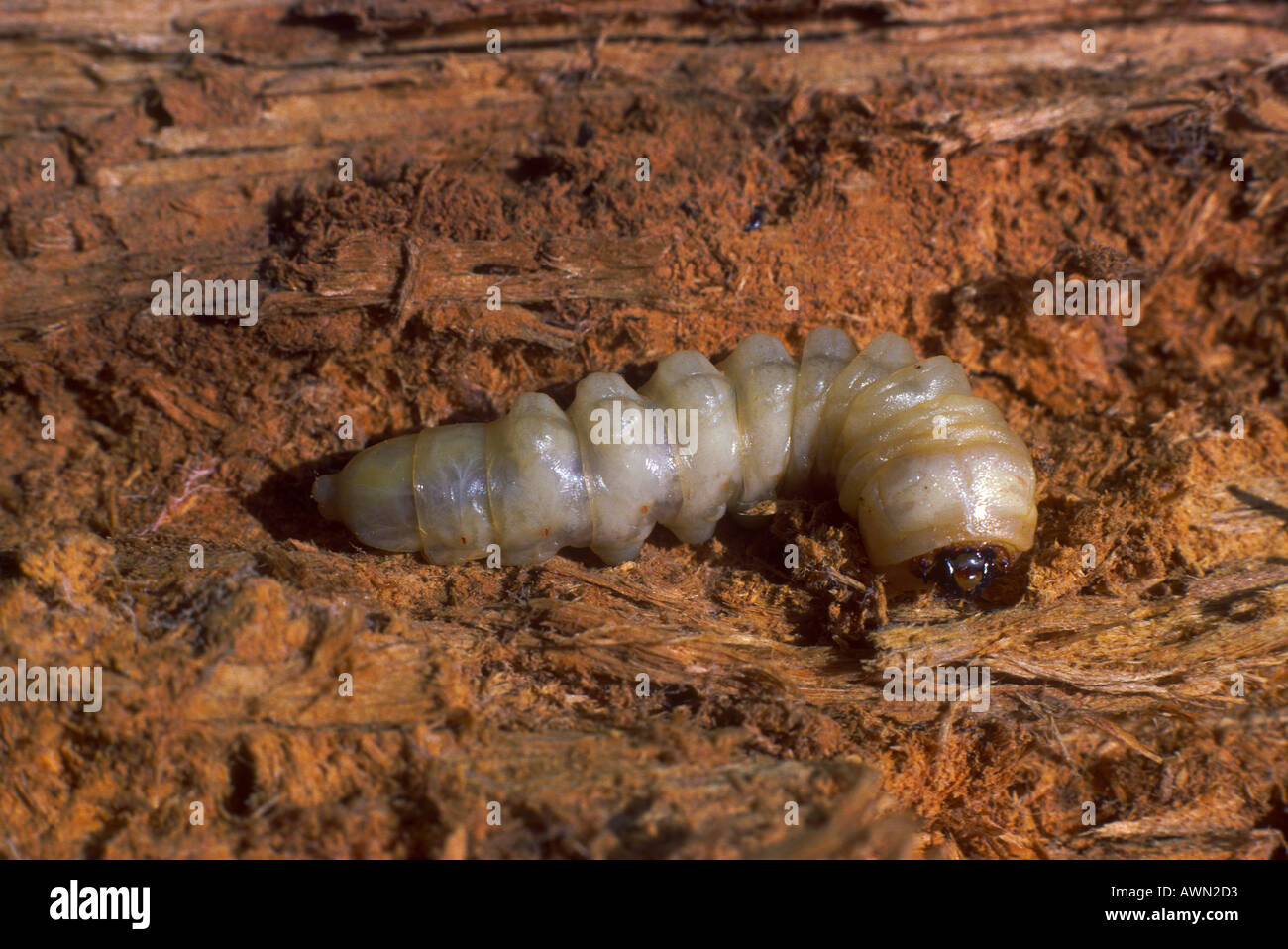 Beetle (ordine Coleoptera) Xylophagous alimentazione grub sul legname Foto Stock