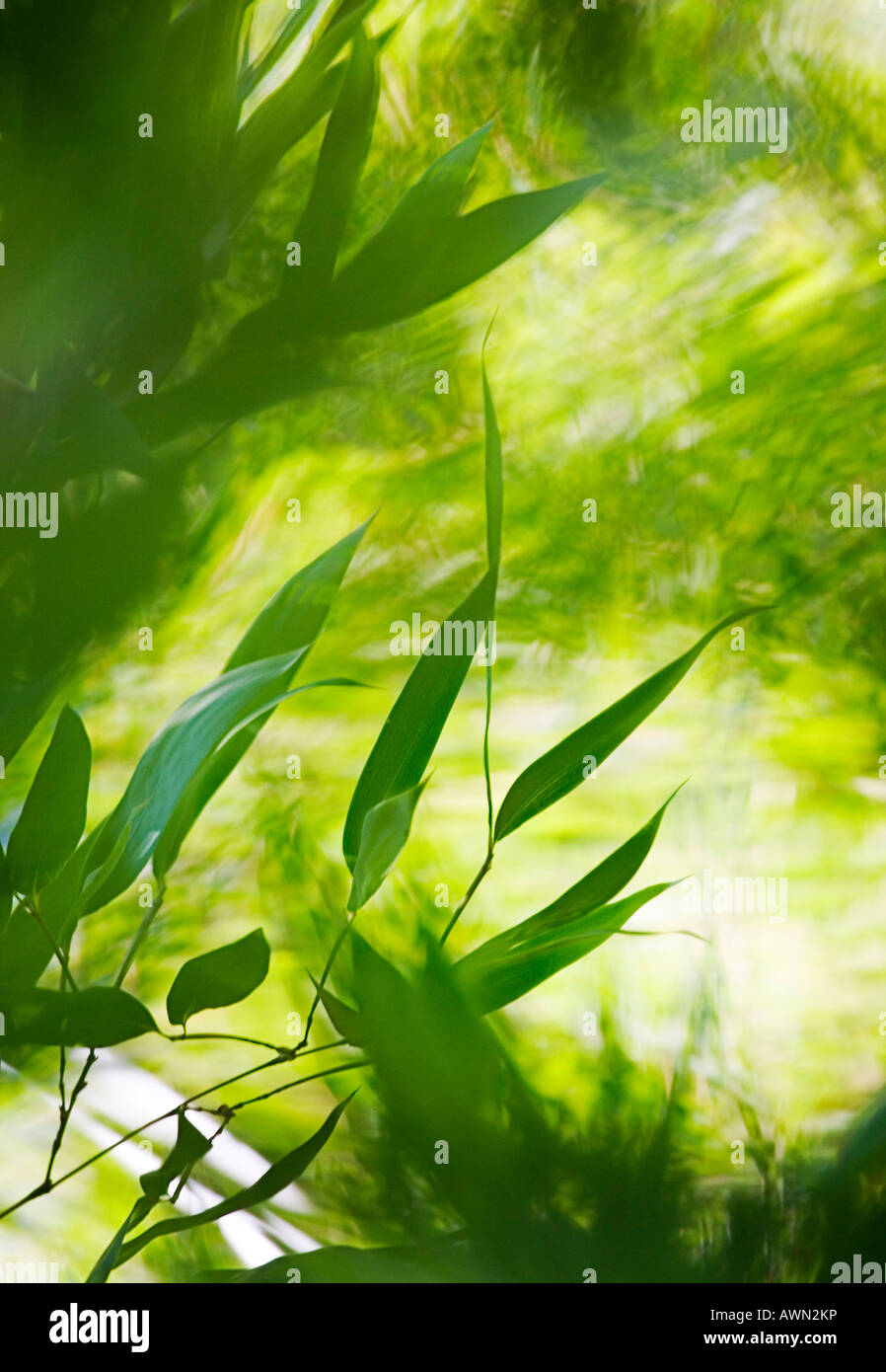 Foglie di bambù in un bosco di bambù Foto Stock