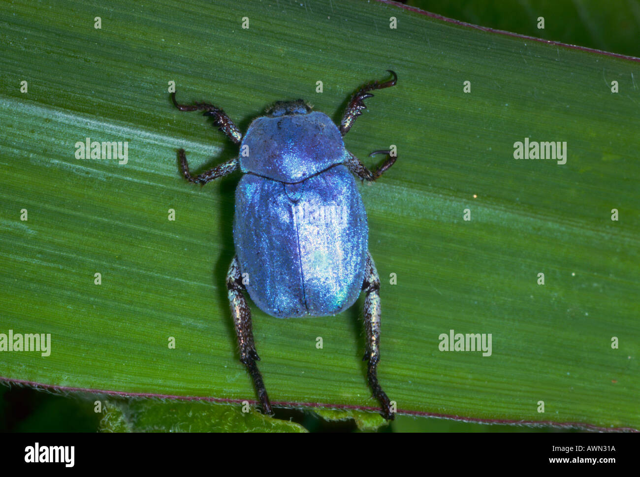 Il Cerulean Chafer Beetle, Hoplia caerulea. Sulla lamina Foto Stock