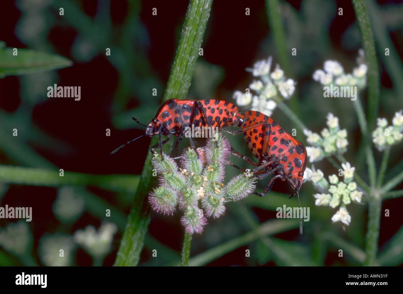 Il fetore di bug, Graphosoma italicum. Coppia coniugata Foto Stock