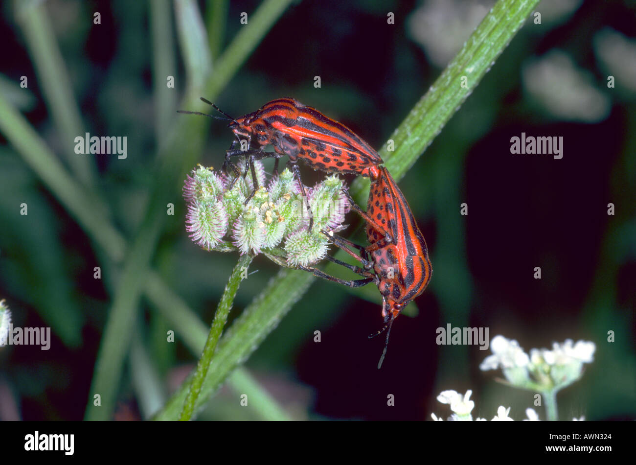 Il fetore di bug, Graphosoma italicum. Coppia coniugata Foto Stock