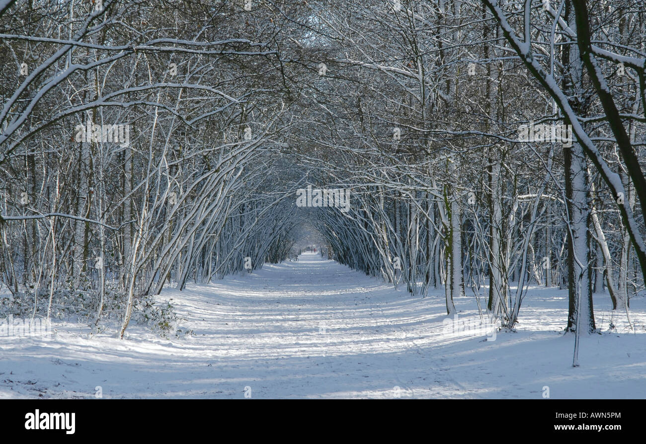 Strada attraverso la foresta in inverno, Olanda Foto Stock