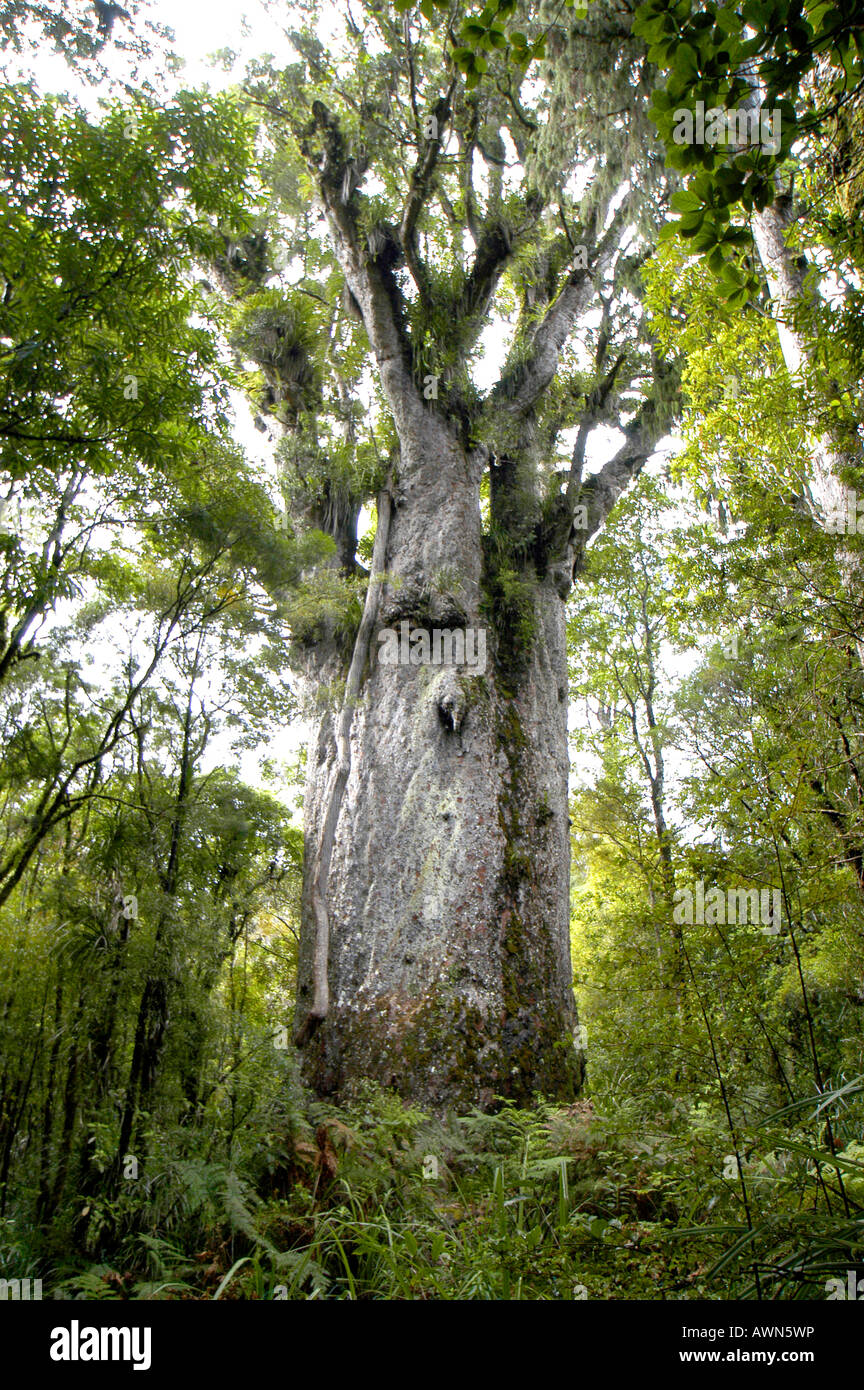Foresta, Nuova Zelanda, Oceania Foto Stock