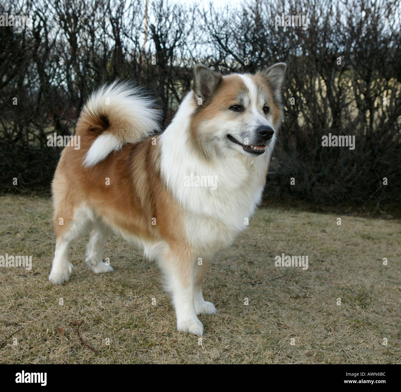 Icelandic Sheep Dog, Reykjavik Islanda Foto Stock