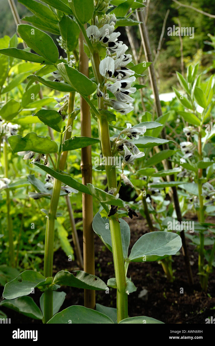 Fioritura ampia pianta di fagiolo Foto Stock