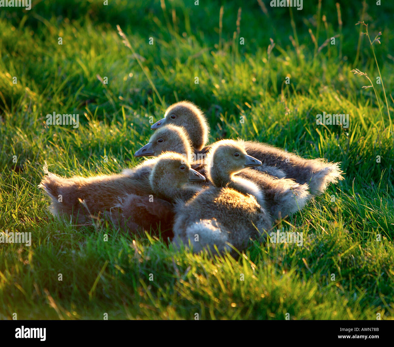 Gli uccelli Reykjavik Islanda Foto Stock