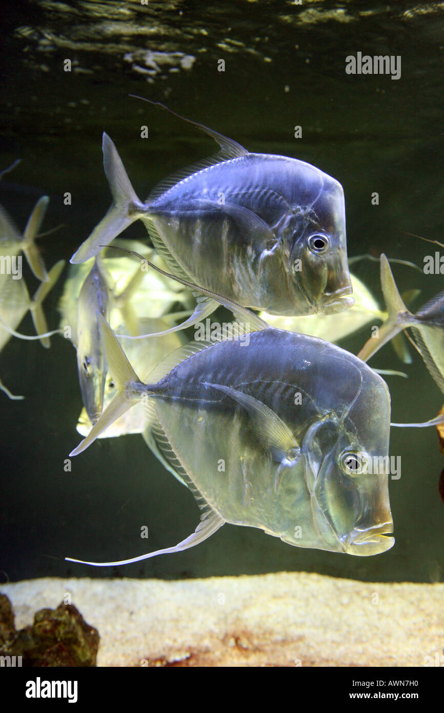 Scuola di Selene Vomer gamefish, Foto Stock