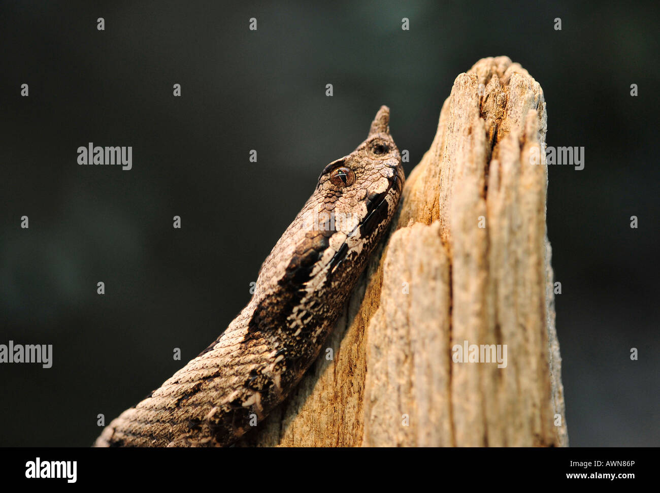 Naso maschio di vipera cornuta (Vipera ammodytes ruffoi) Nord Italia (Alto Adige) Foto Stock