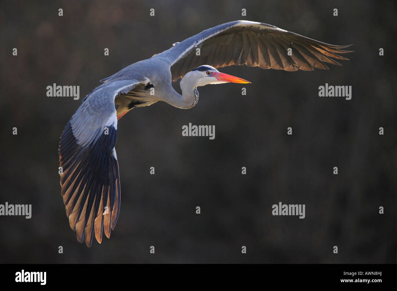 Volare airone cinerino (Ardea cinerea) Foto Stock