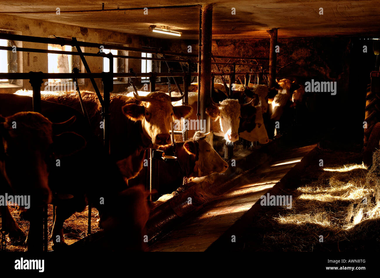 Le mucche in stalla e su piccola scala, allevamento di bestiame in Eckental, Franconia, Baviera, Germania, Europa Foto Stock