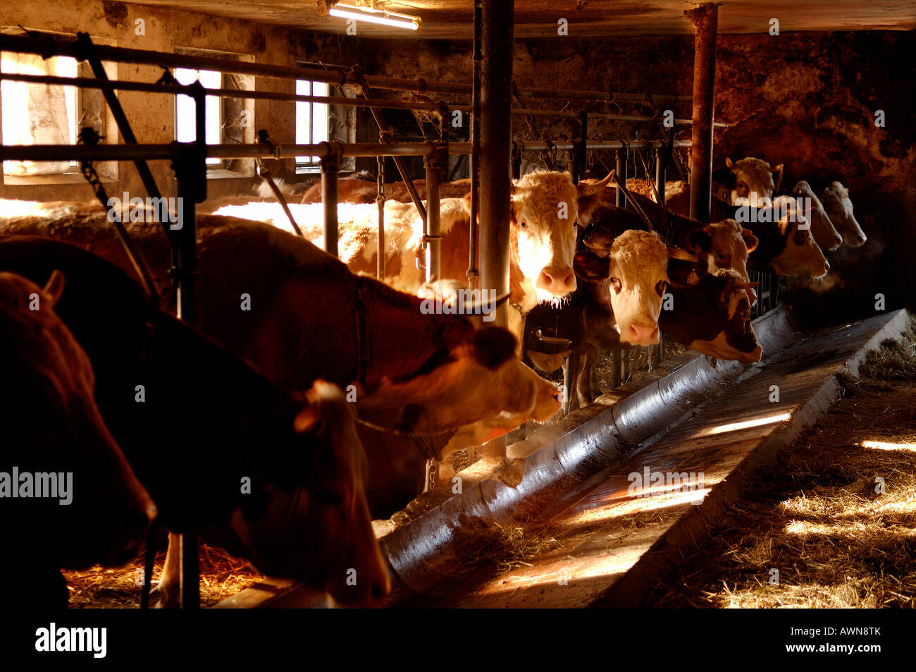Le mucche in stalla e su piccola scala, allevamento di bestiame in Eckental, Franconia, Baviera, Germania, Europa Foto Stock