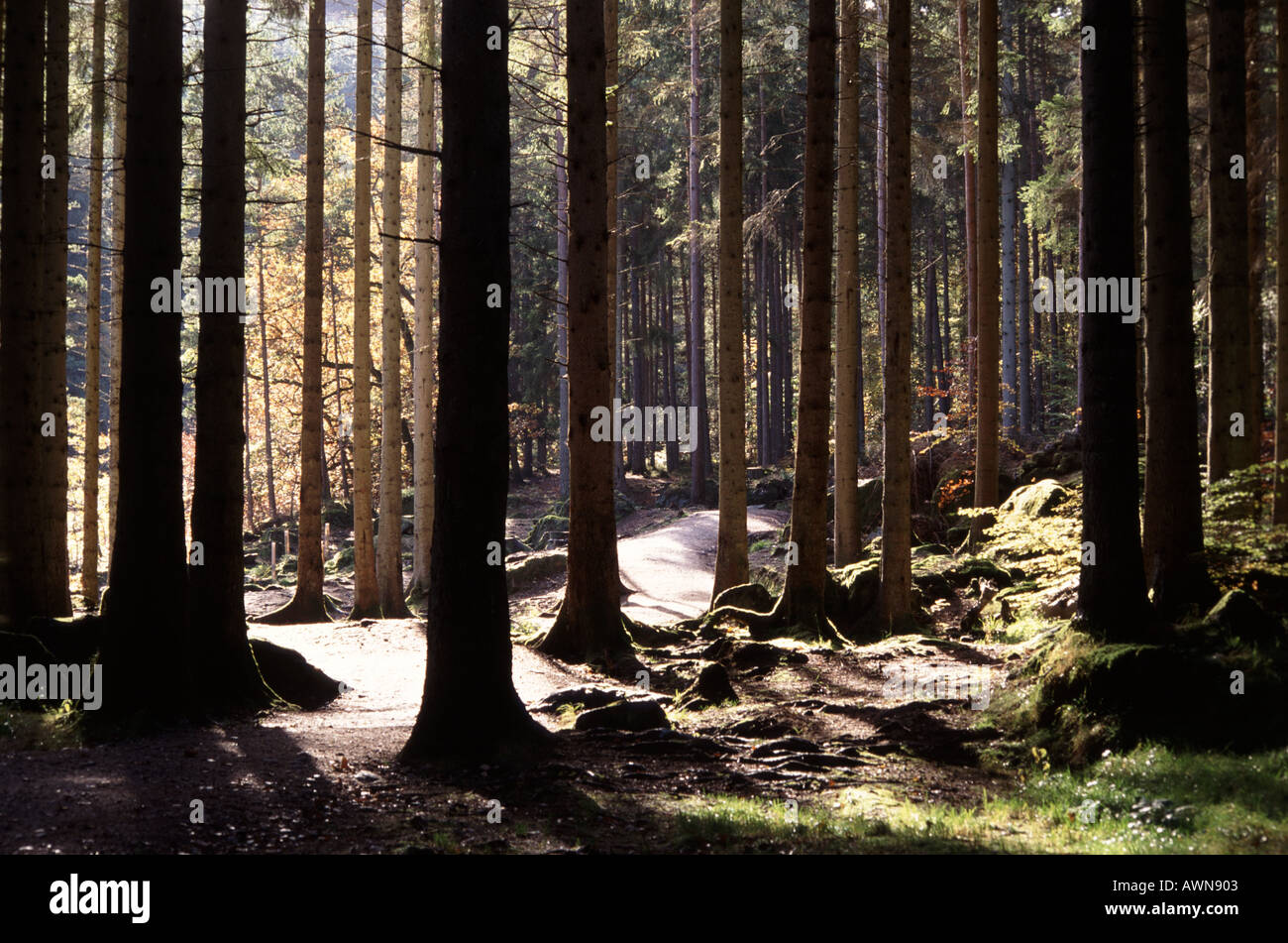 Regno Unito Scozia Pineta boschiva Foto Stock