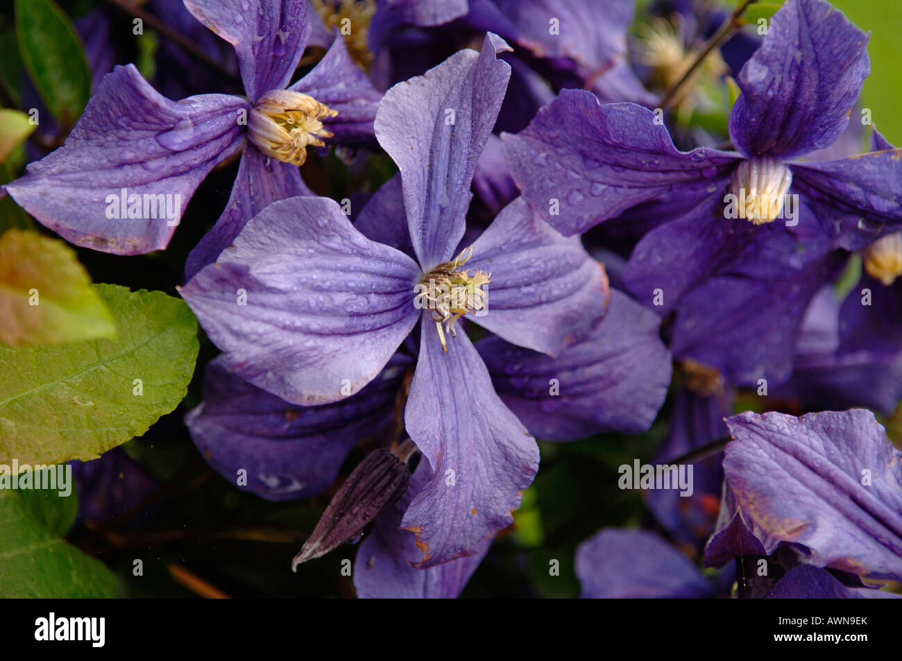 Cina tubo viola Clematis (Clematis heracleifolia) Foto Stock