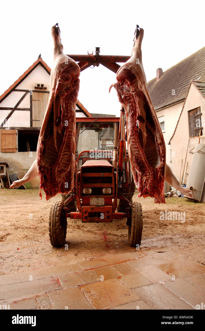 Home macellazione, due metà di un maiale appeso al caricatore frontale di un trattore, Eckental, Media Franconia, Baviera, Germania, Foto Stock