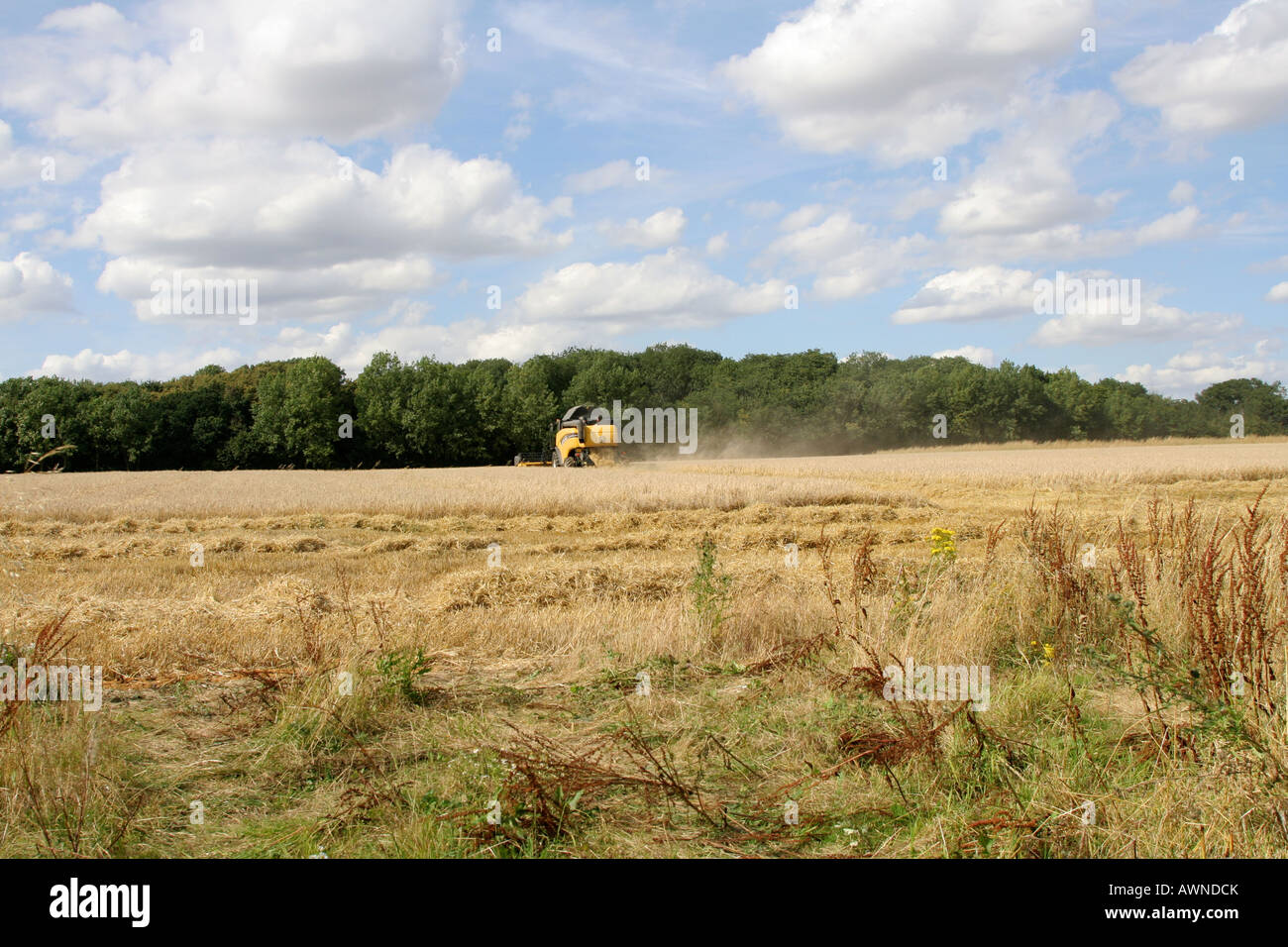 New Holland mietitrebbia in Suffolk cornfield Foto Stock