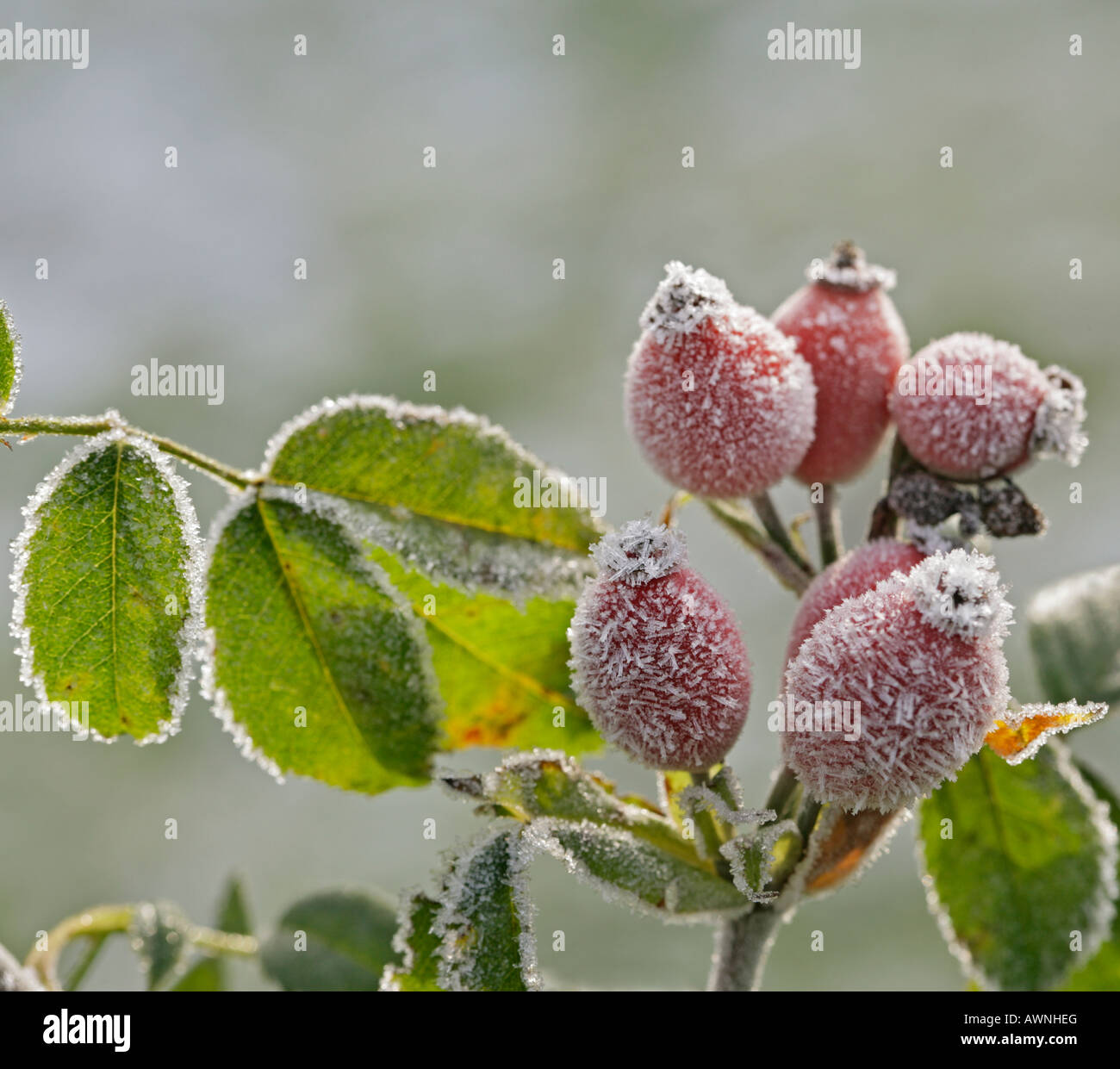 La brina sulla wild rosa canina Foto Stock