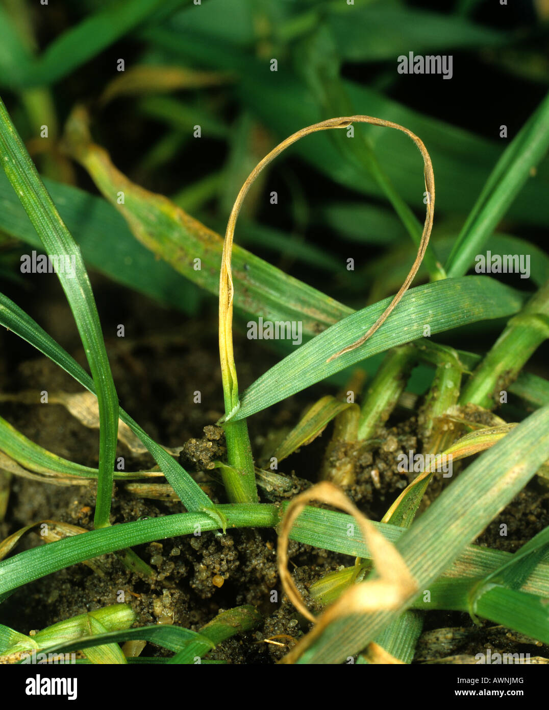 Bulbo di grano volare (Delia coarctata) cuore morto danno al raccolto di grano Foto Stock