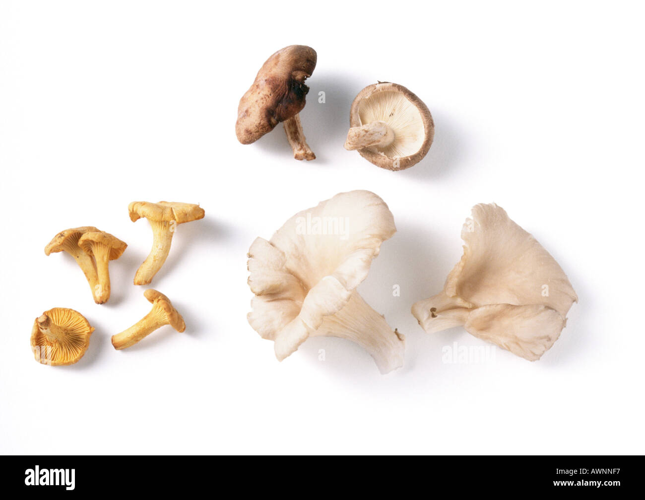 Diversi tipi di funghi Foto Stock