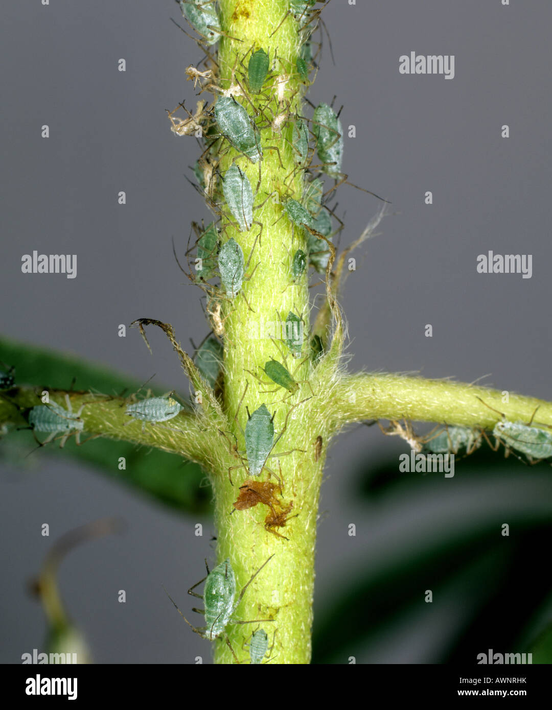 Lupin afide Macrosiphum albifrons infestazione su un gambo di Lupin Foto Stock