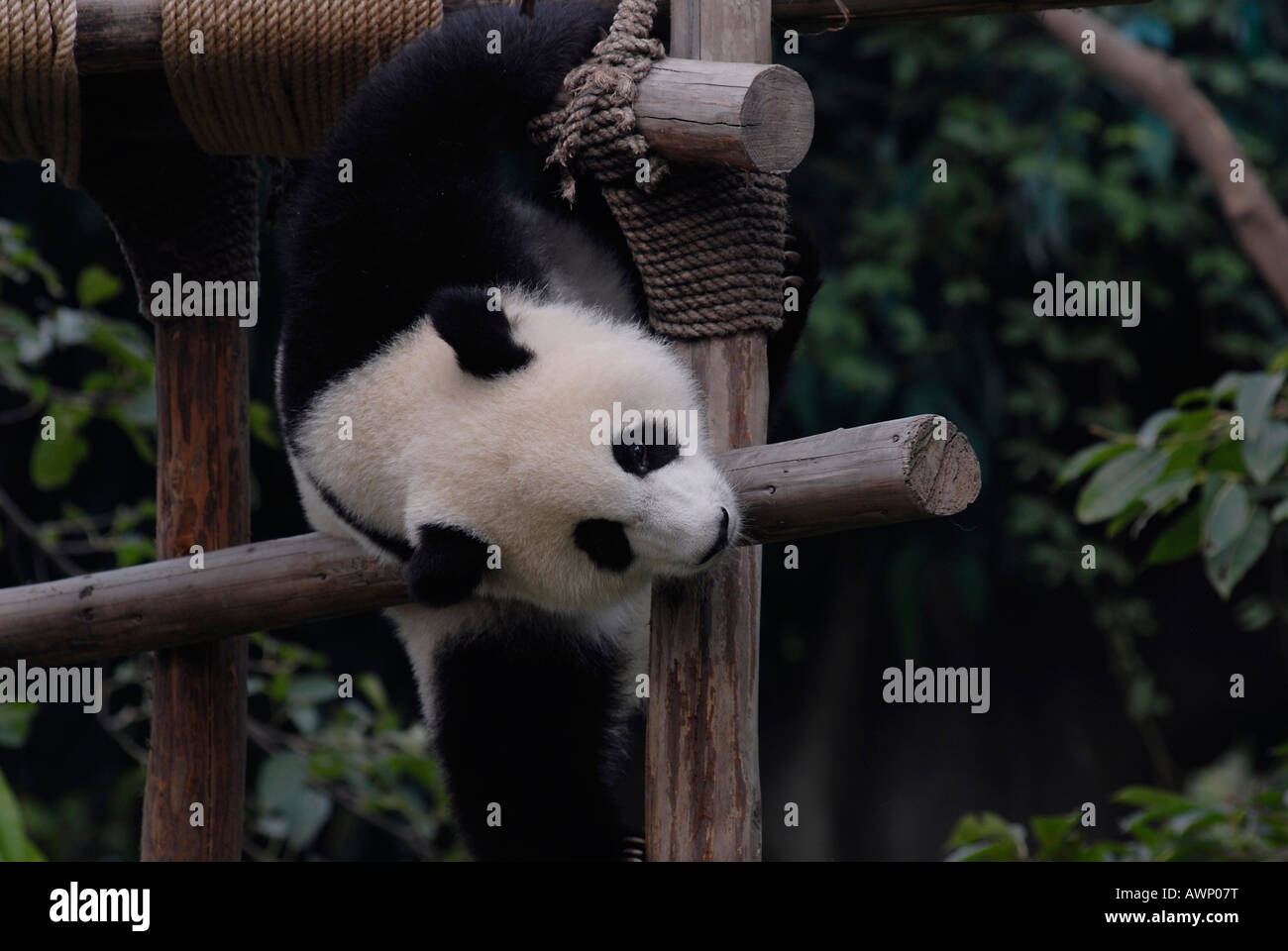 Panda gigante (Ailuropoda melanoleuca) alla ricerca e centro di allevamento a Chengdu nella provincia di Sichuan, in Cina, Asia Foto Stock