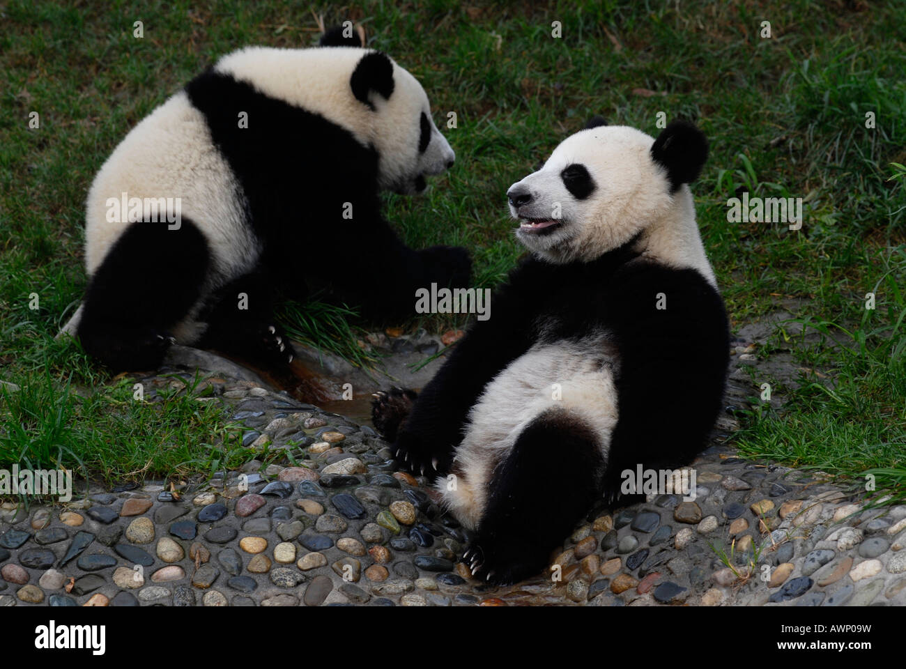 Panda Giganti (Ailuropoda melanoleuca) alla ricerca e centro di allevamento a Chengdu nella provincia di Sichuan, in Cina, Asia Foto Stock