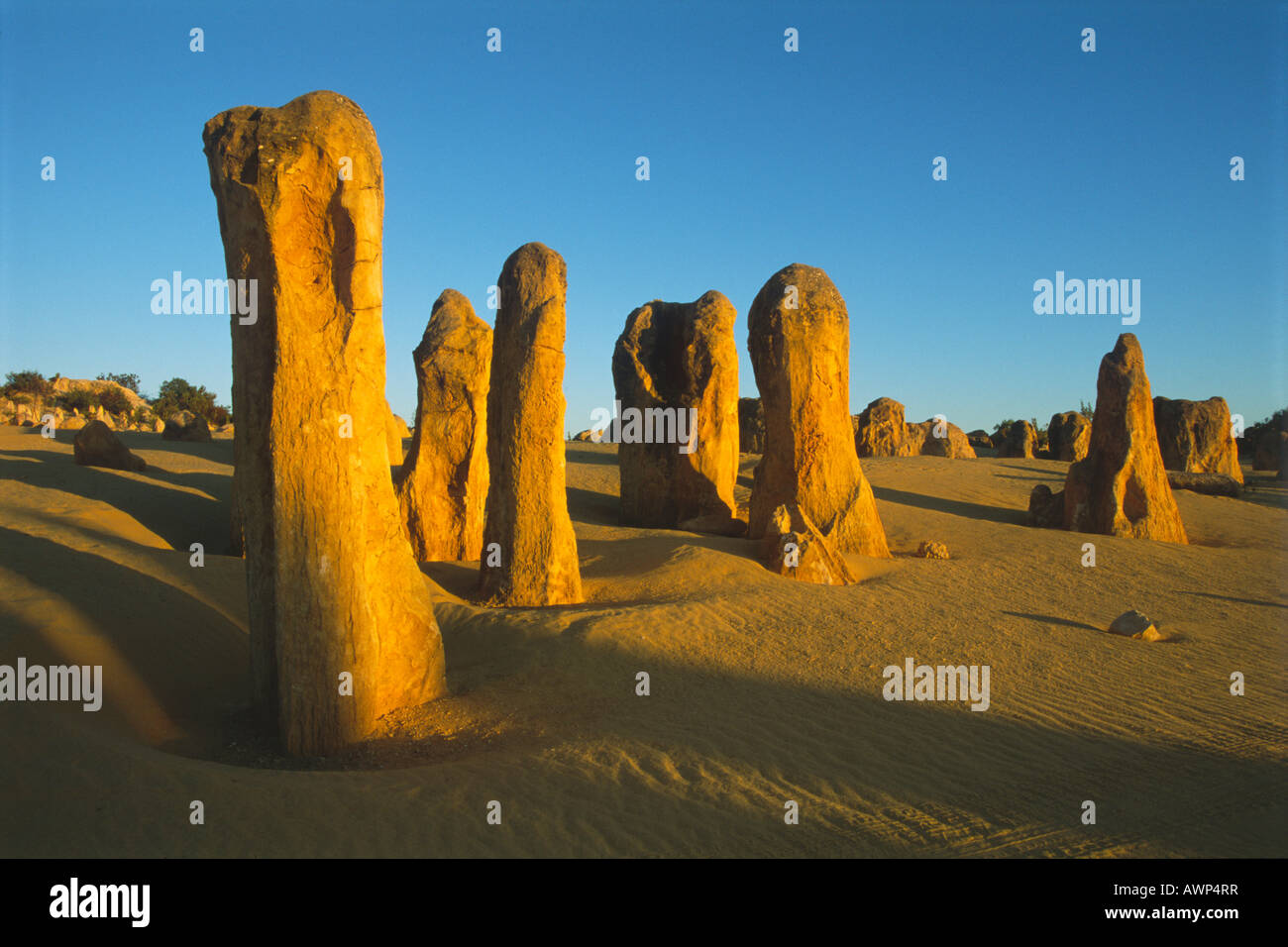 Il Deserto Pinnacles, Nambung National Park, Australia occidentale, Australia, Oceania Foto Stock