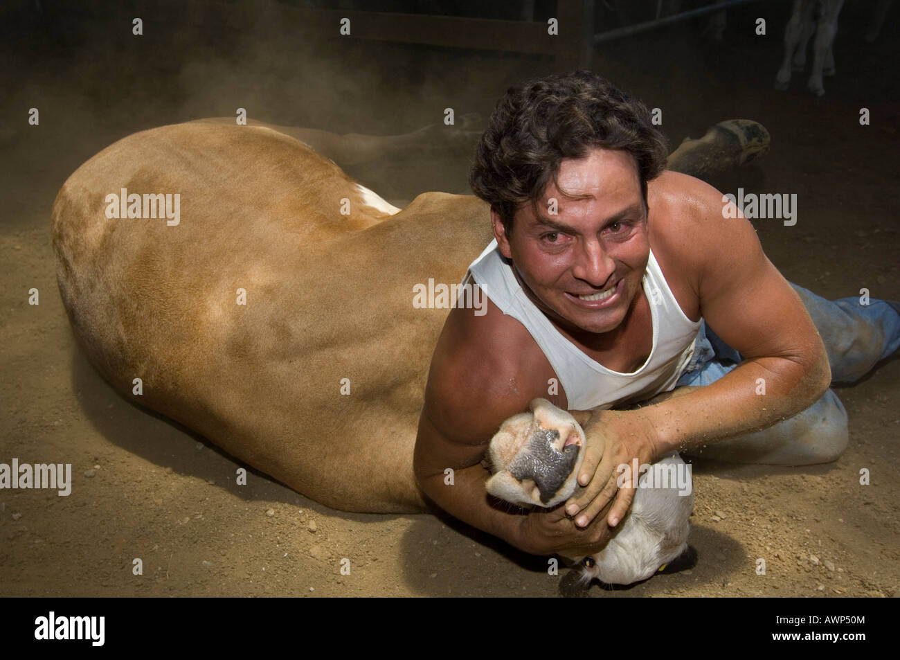 Cowboy wresting una vacca a terra per il branding, Costa Rica, America Centrale Foto Stock