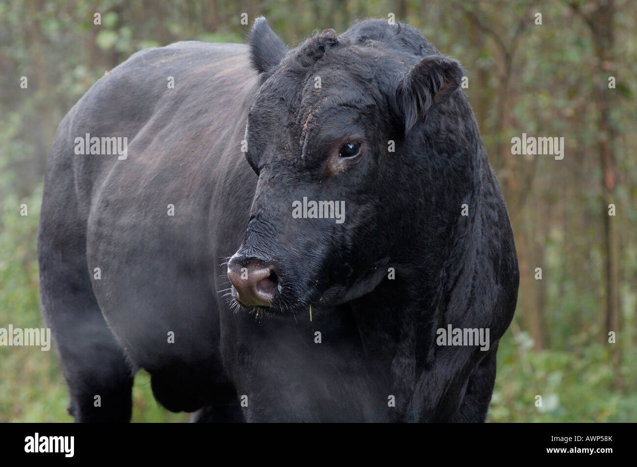 Ritratto di un Black Angus bull, nebbia di mattina, Ungheria, Europa Foto Stock