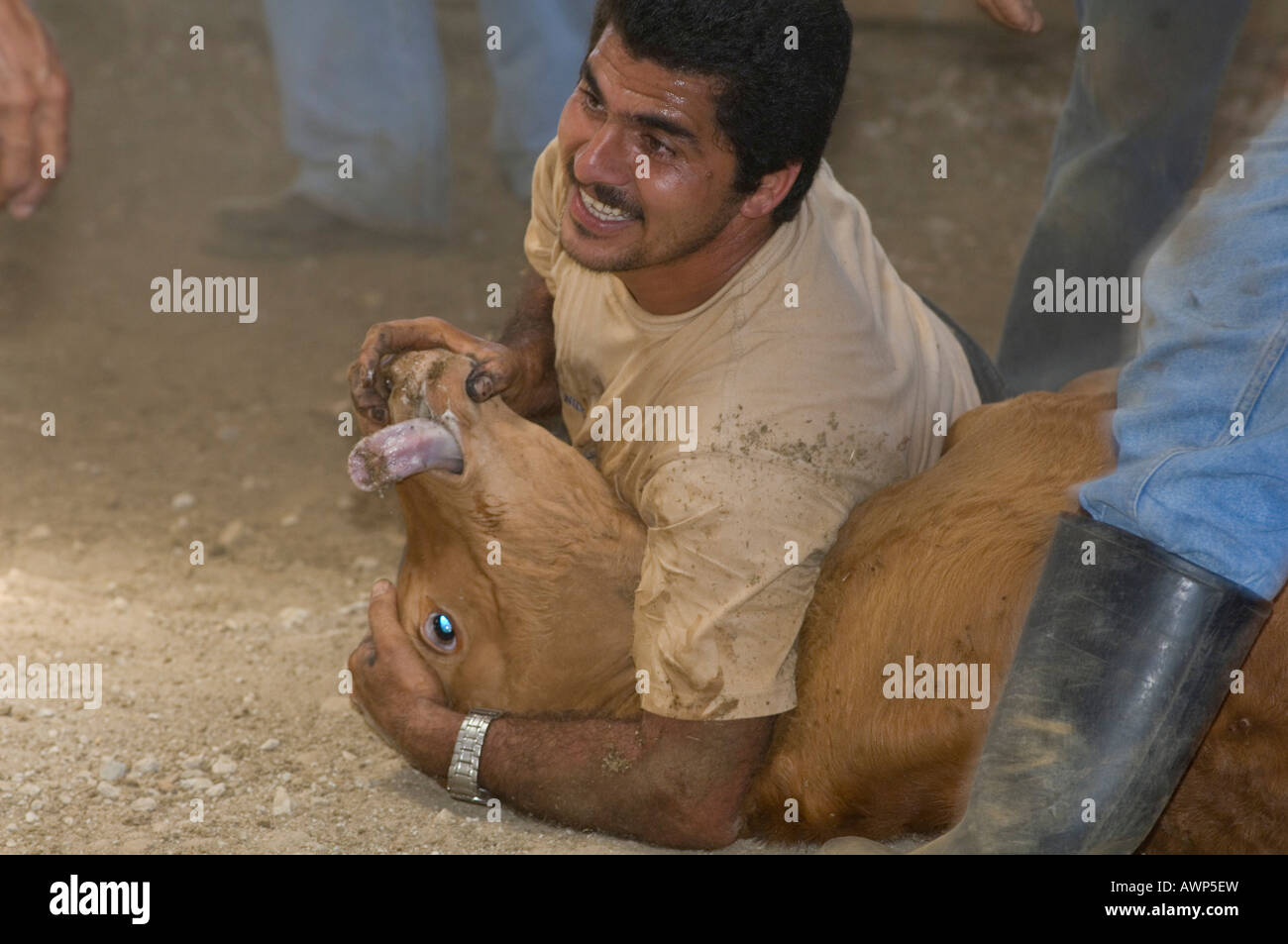 Mucca essendo lottò al suolo da cowboy per il branding, Costa Rica, America Centrale Foto Stock