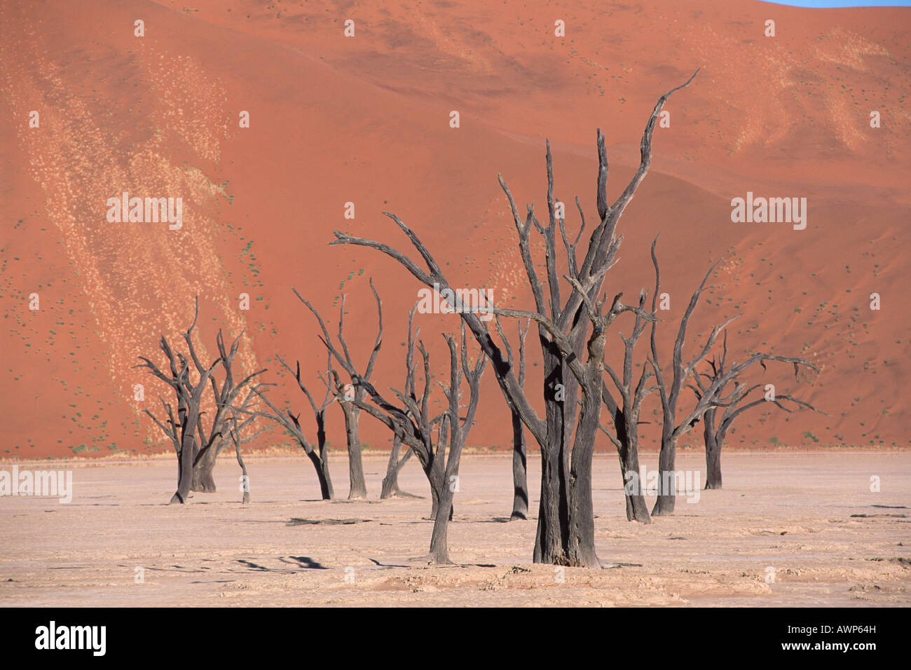 Morto il Camel Thorn Acacias (Acacia erioloba), Dead Vlei, Namibia, Africa Foto Stock