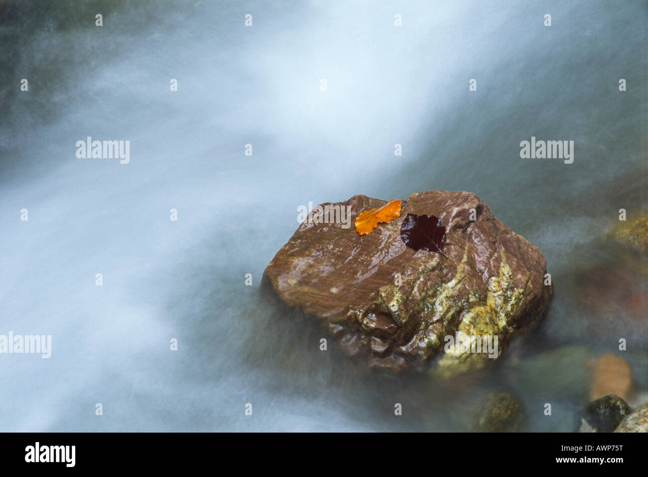 Lascia su di una pietra in un flusso, Nord Tirolo, Austria, Europa Foto Stock