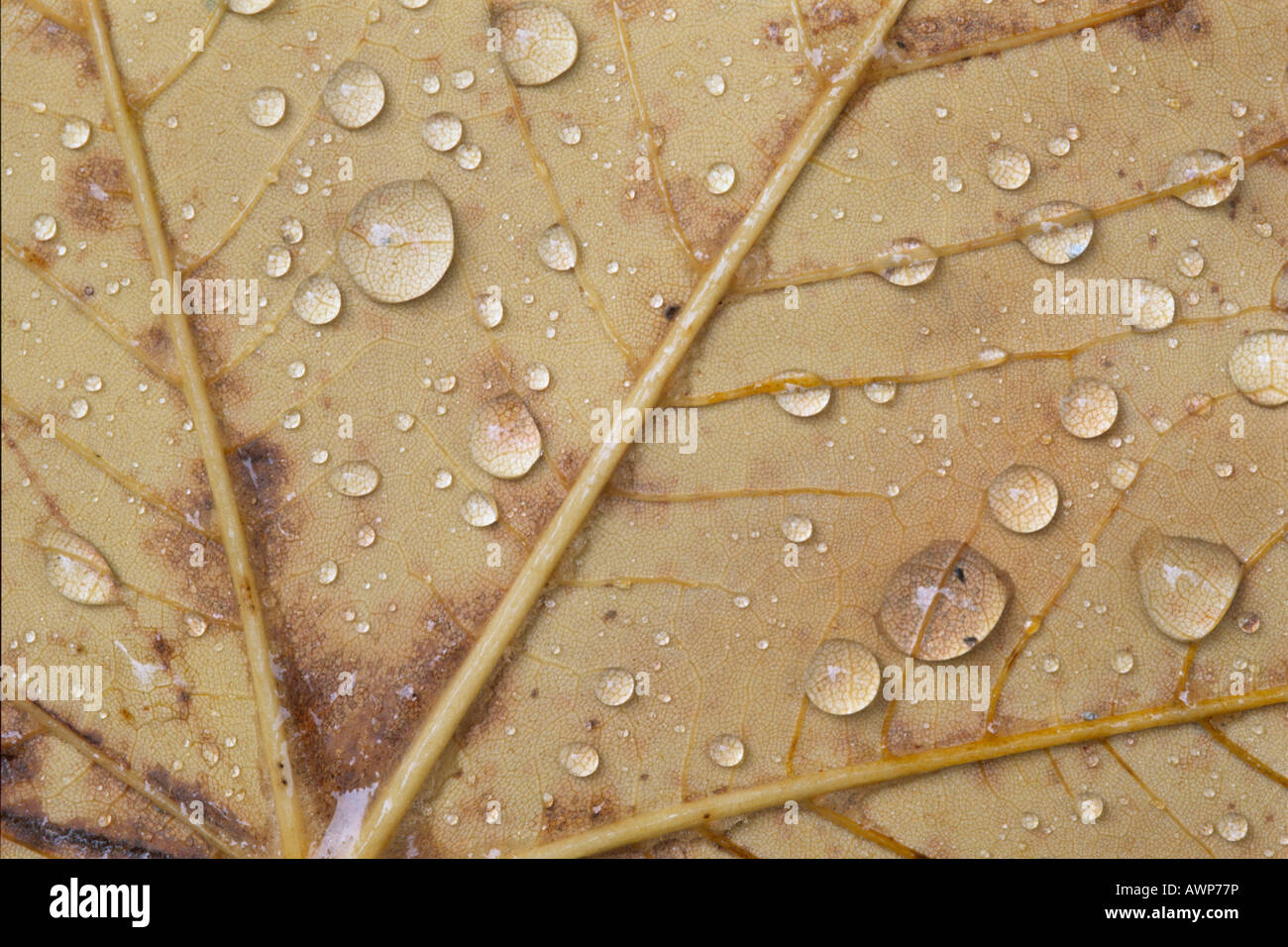 Le goccioline di acqua su una foglia di acero, autunno, Nord Tirolo, Austria, Europa Foto Stock