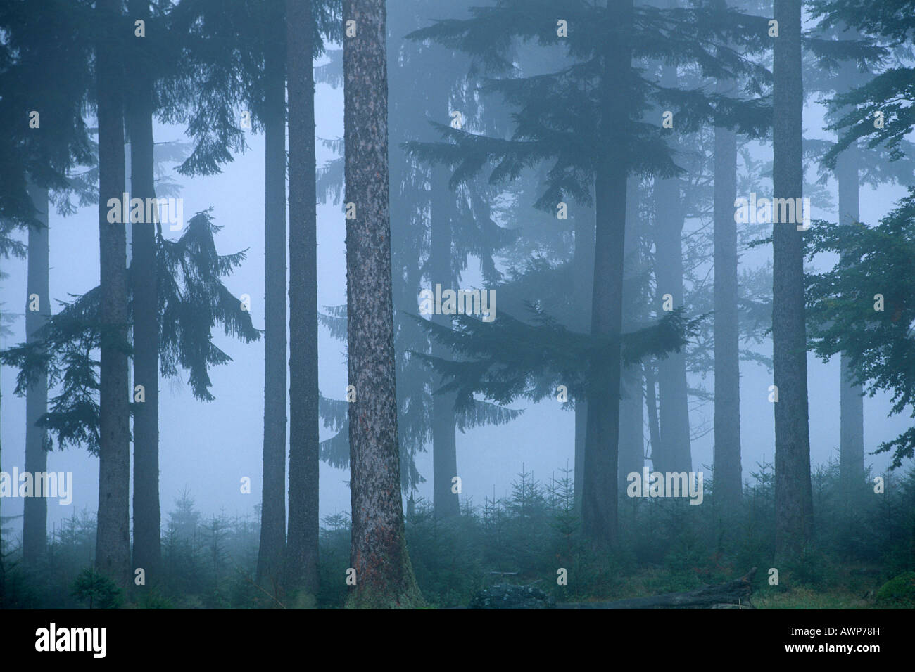 Misty Norvegia foreste di abete rosso (Picea abies), Nationalpark Bayerischer Wald (Parco Nazionale della Foresta Bavarese), in Baviera, Germania, Euro Foto Stock