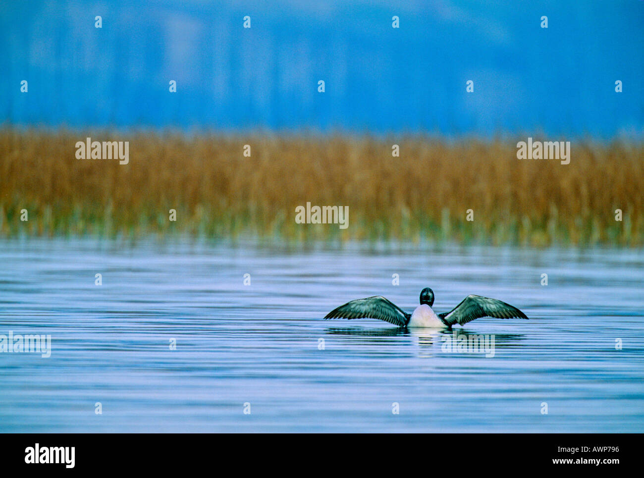 Loon comune sul lago Foto Stock