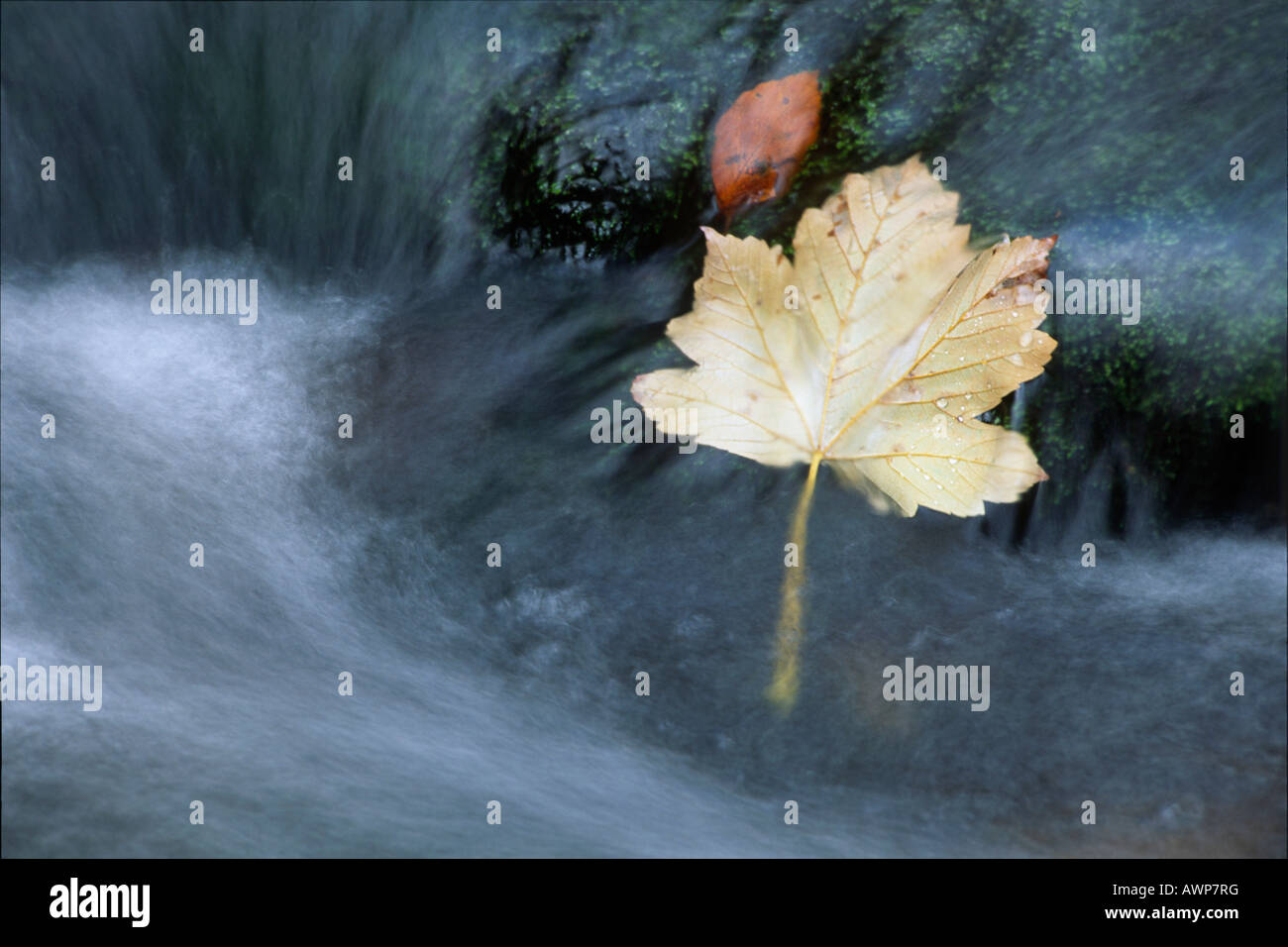 Foglia di acero in un flusso, autunno, Nord Tirolo, Austria, Europa Foto Stock