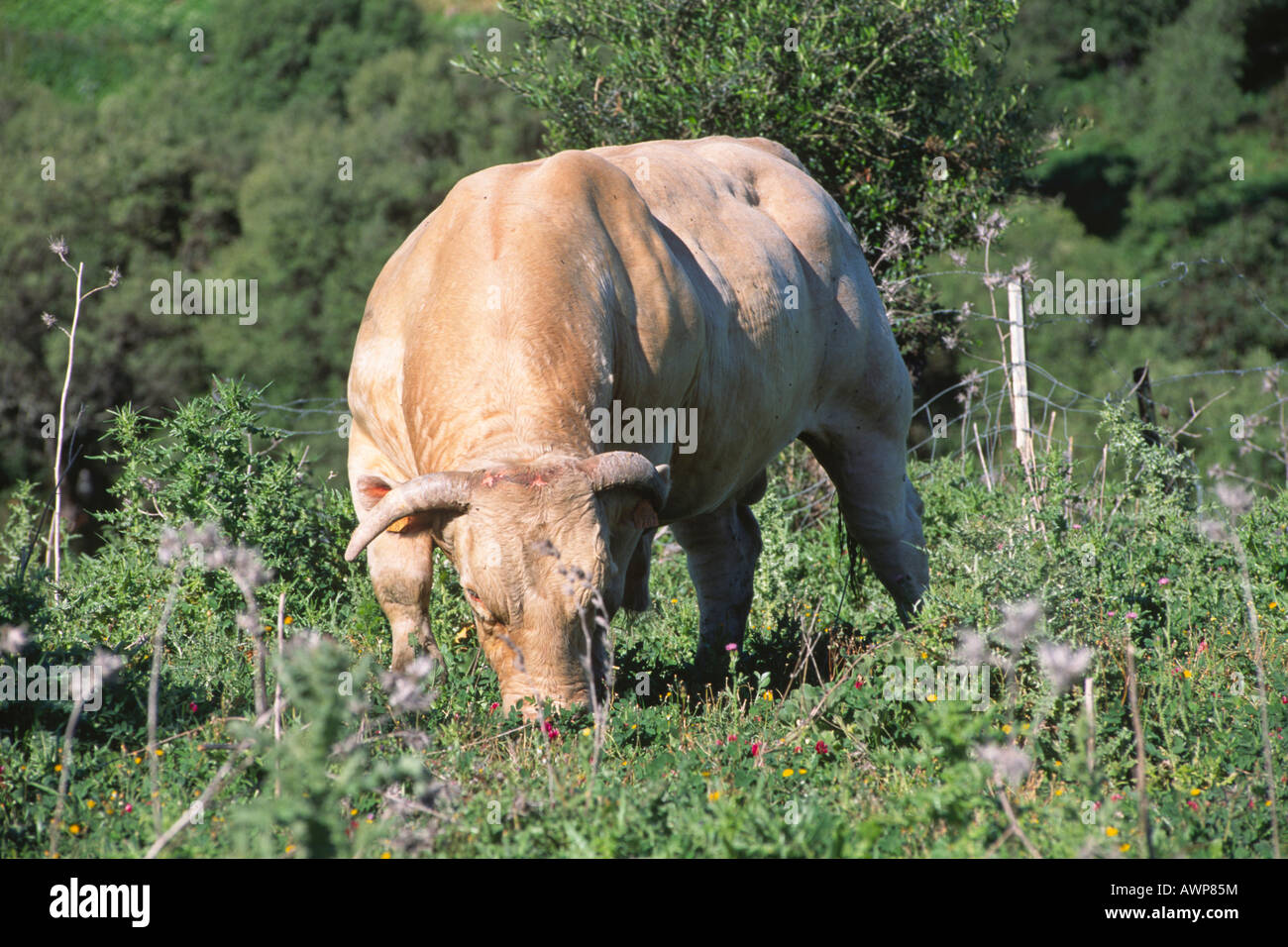 Blonde d'Aquitaine bull alimentazione su un pascolo, Andalusia, Spagna, Europa Foto Stock